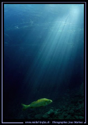 A Perch in the Sun Ligth... :O) .... by Michel Lonfat 